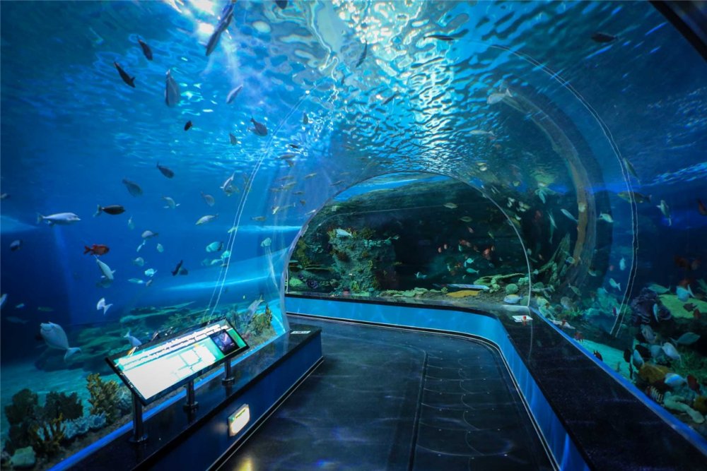 Владивосток аквариум океанариум