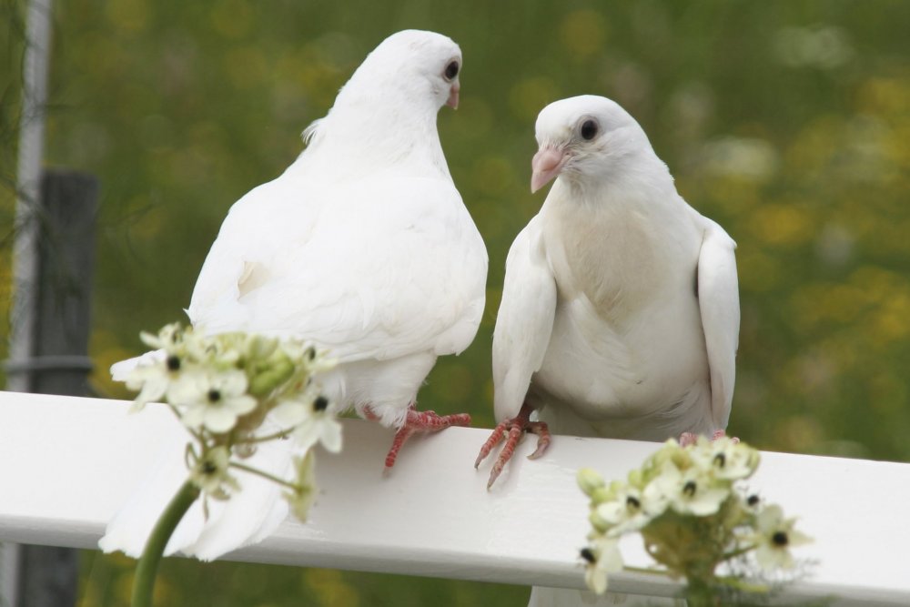 С днем свадьбы голуби
