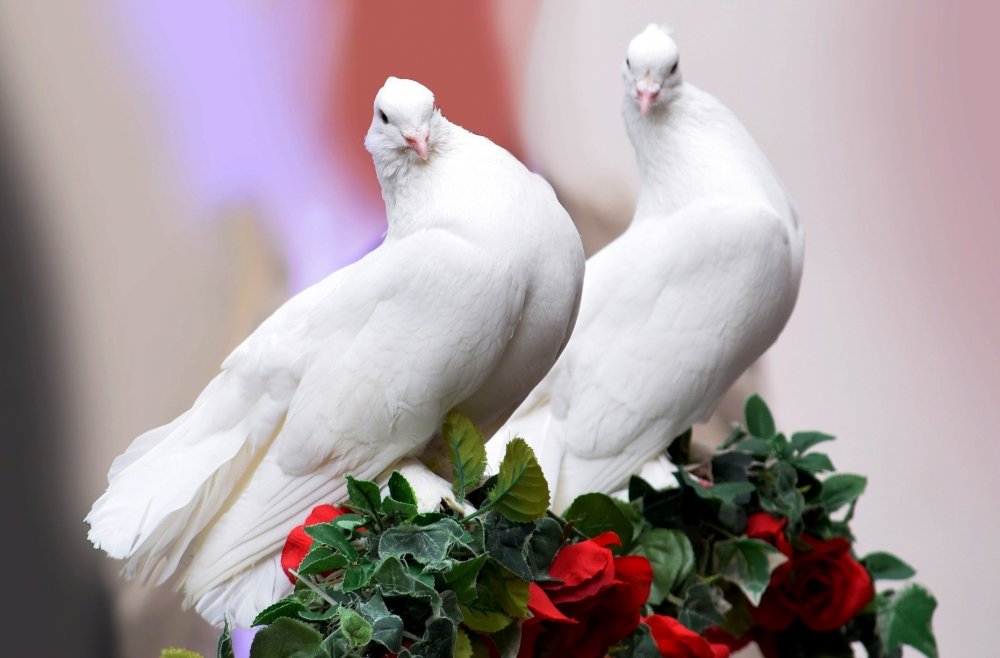 Влюбленные голуби