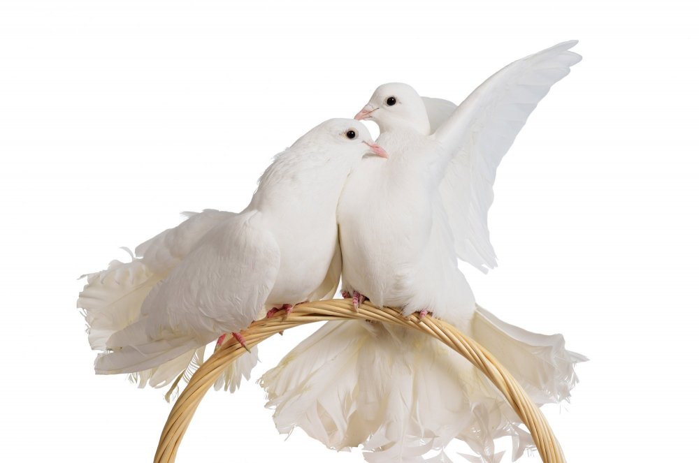 Свадебные голуби нарисованные
