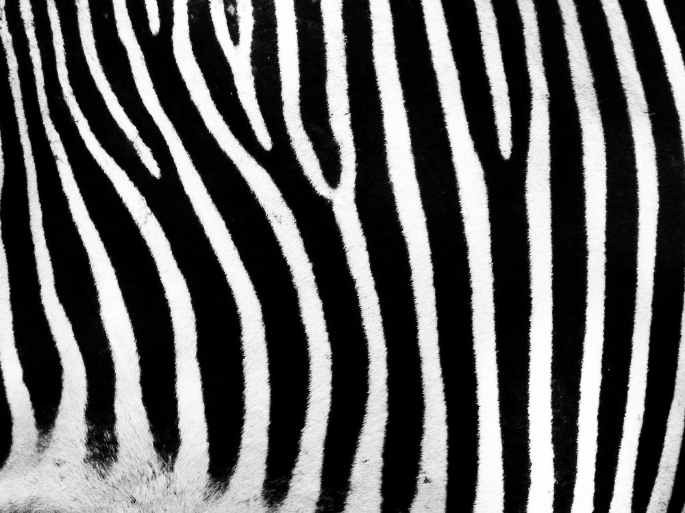 Зебра черно белая