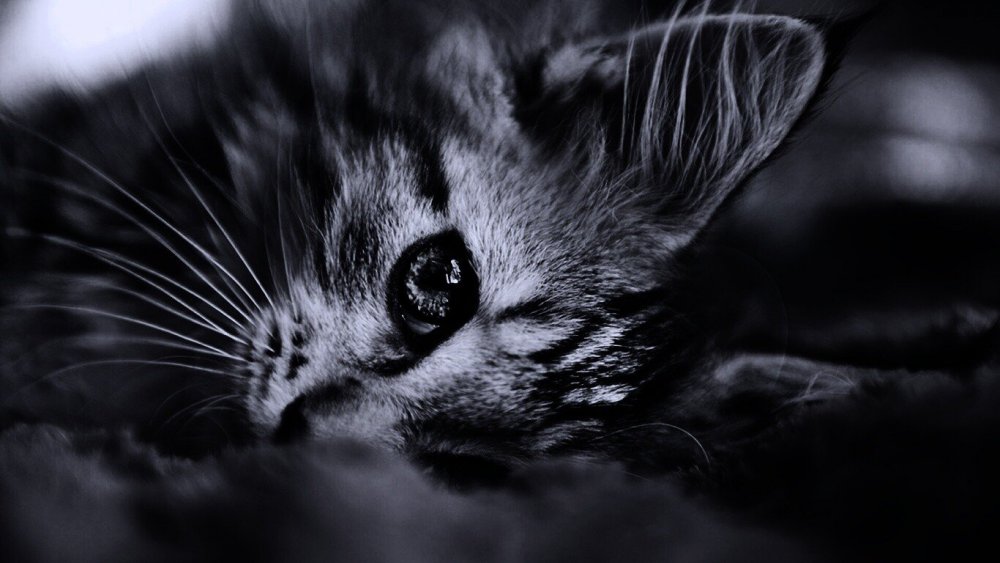 Котик на темном фоне красивый