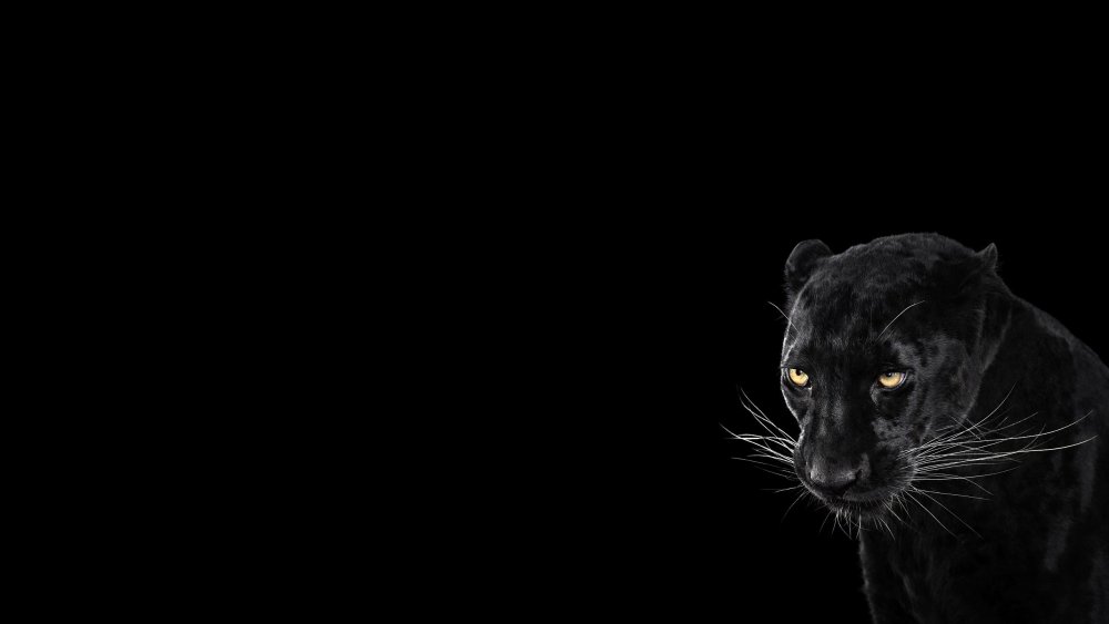 Пантера на черном фоне