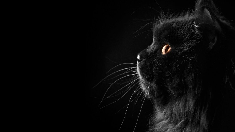 Коты на черном фоне