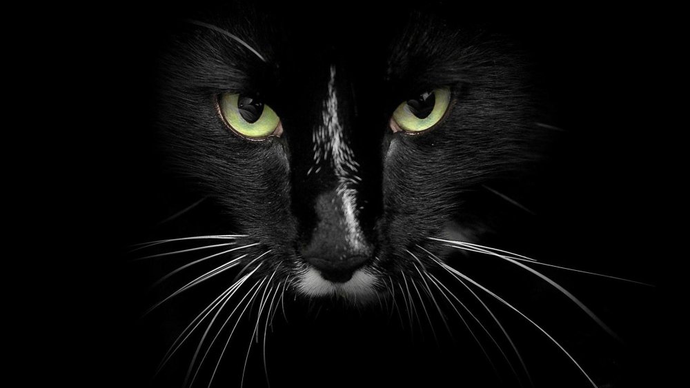 Красивые кошки на черном фоне