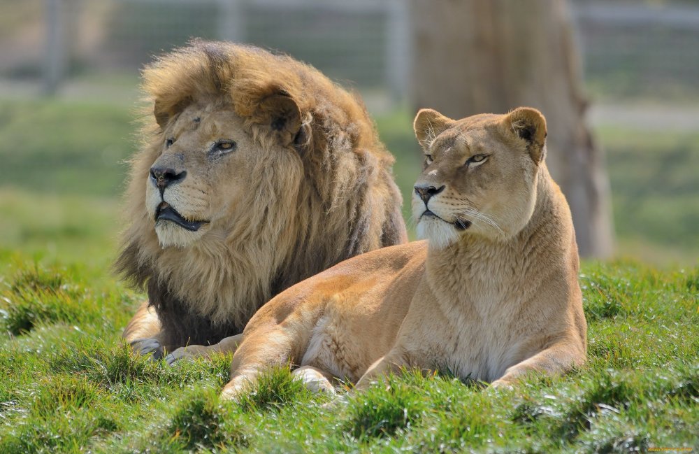 Лев и львица царь зверей