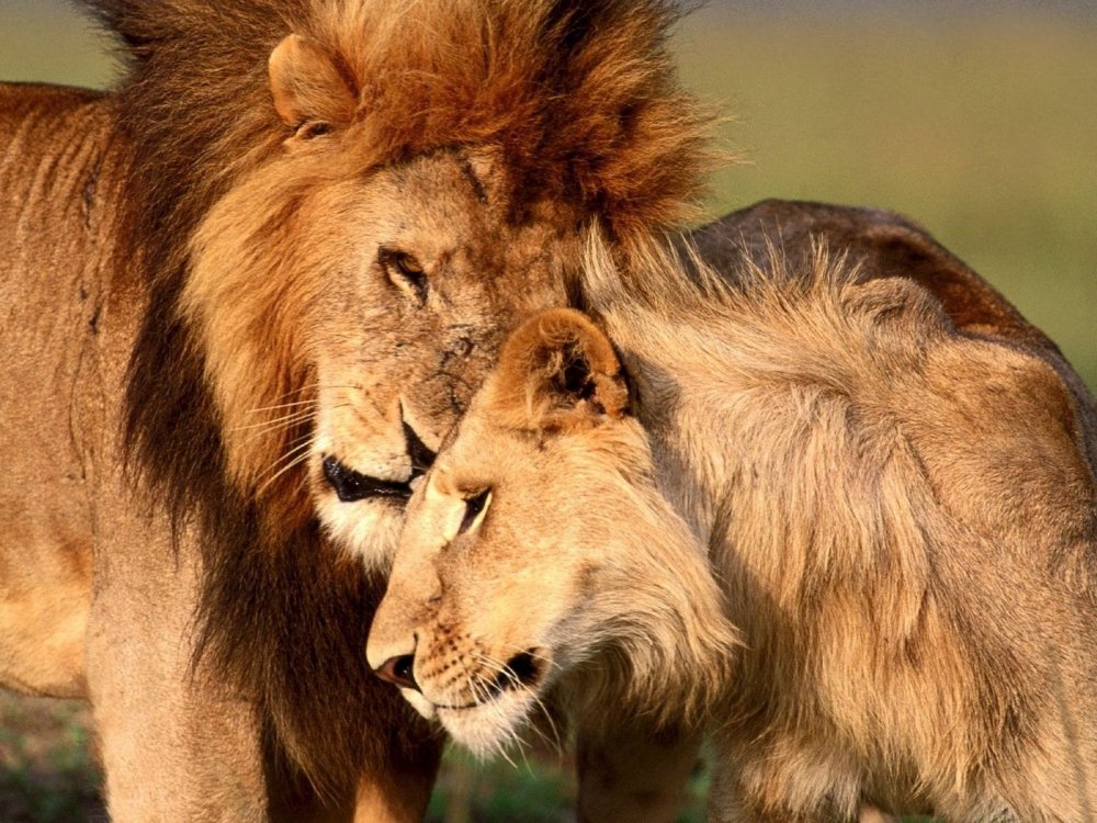 Поцелуй Льва и львицы