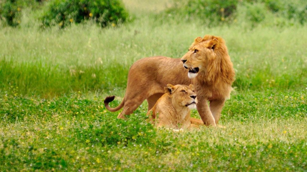 Красивые животные семья Львов