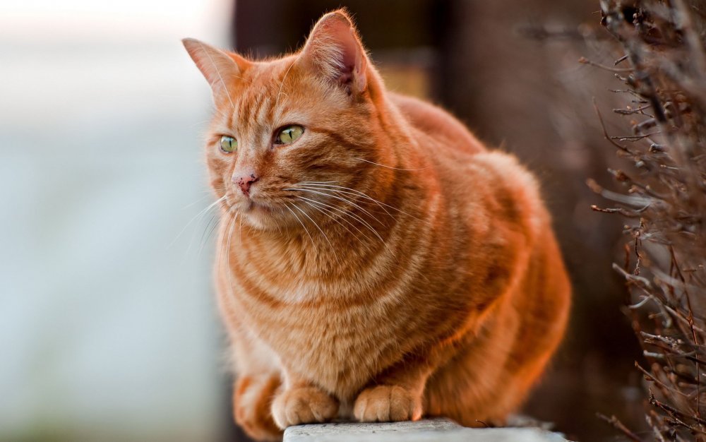 Рыжий кот породы табби