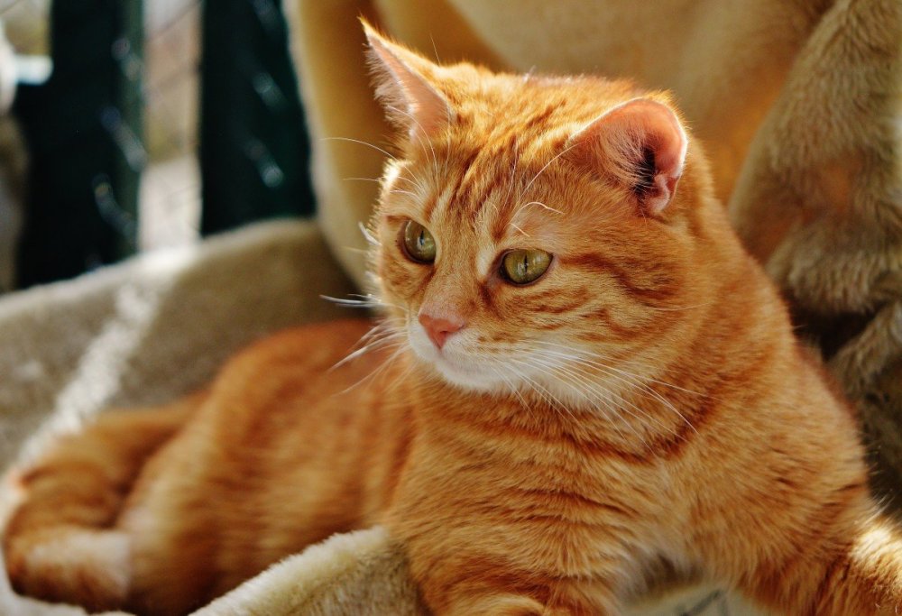 Европейский короткошерстный кот рыжий