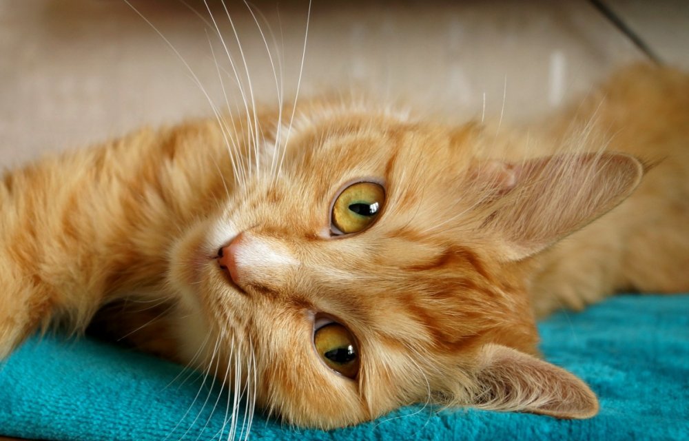 Рыжий кот с желтыми глазами