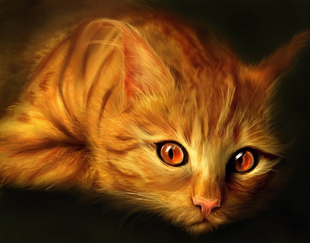 Алмазная мозаика ❀ рыжий кот