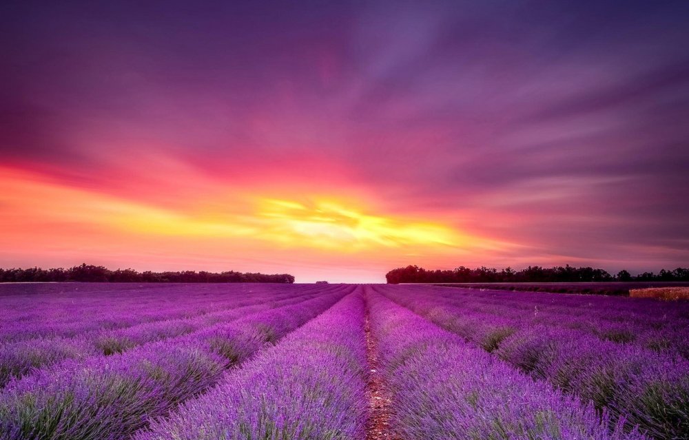 Фиолетовый закат в поле