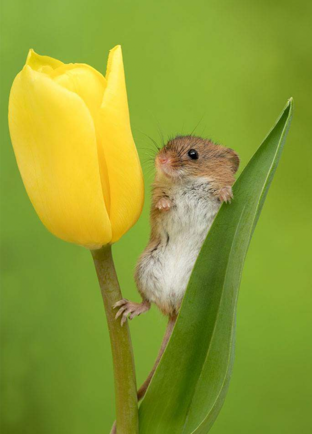 Мышь в цветке