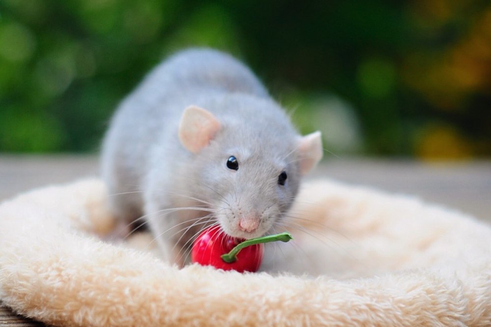 Мышь Малютка в тюльпане