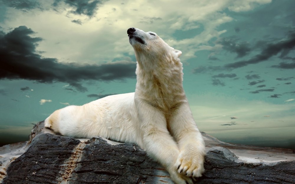 Белые медведи на Кольском полуострове
