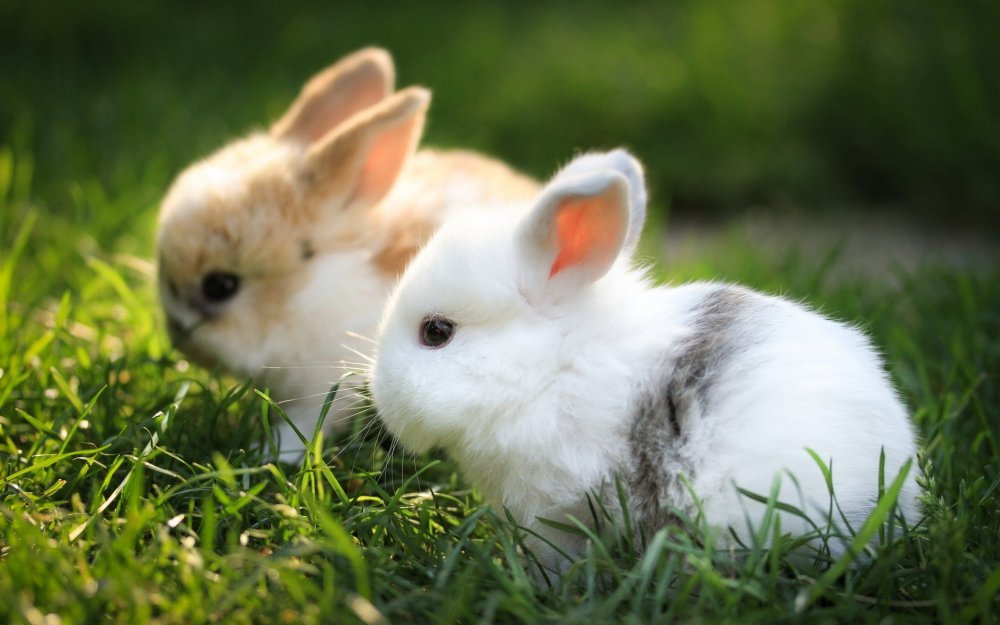 Красивые кролики