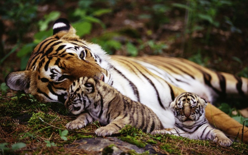 Тигр тигрица Тигриный Лог