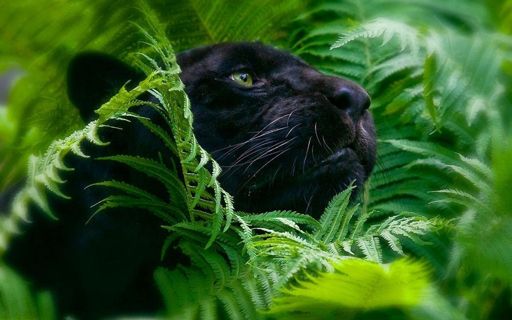Пантера в джунглях