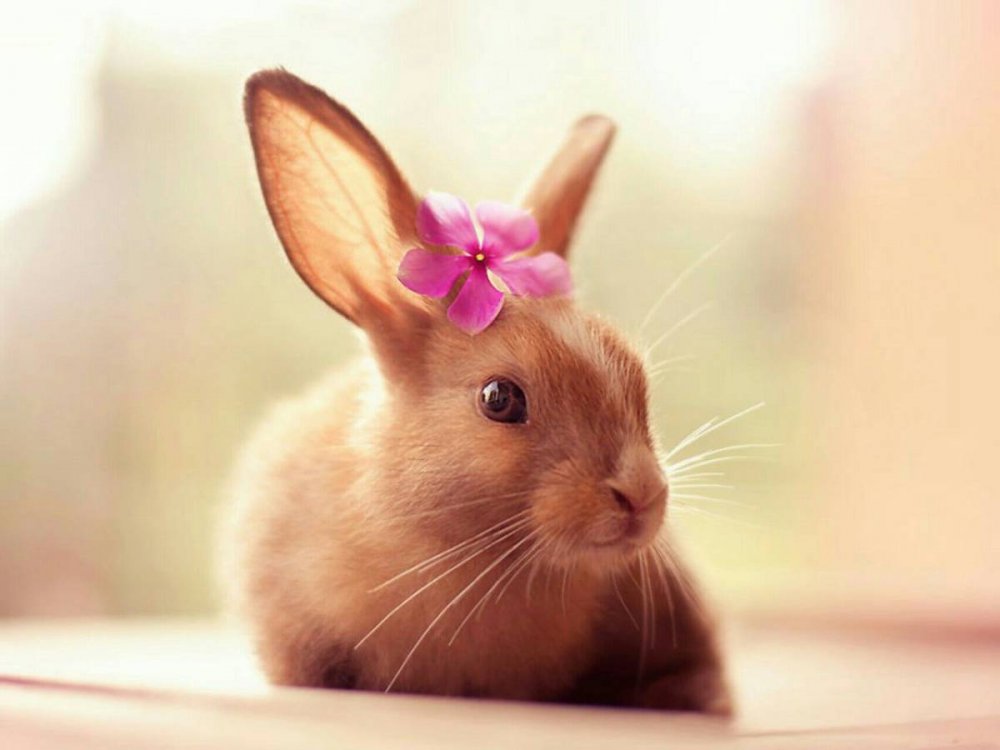 Милые картинки с кроликами