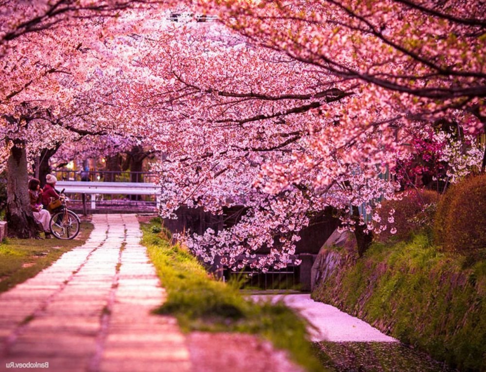 Цветущая Сакура в Японии сад