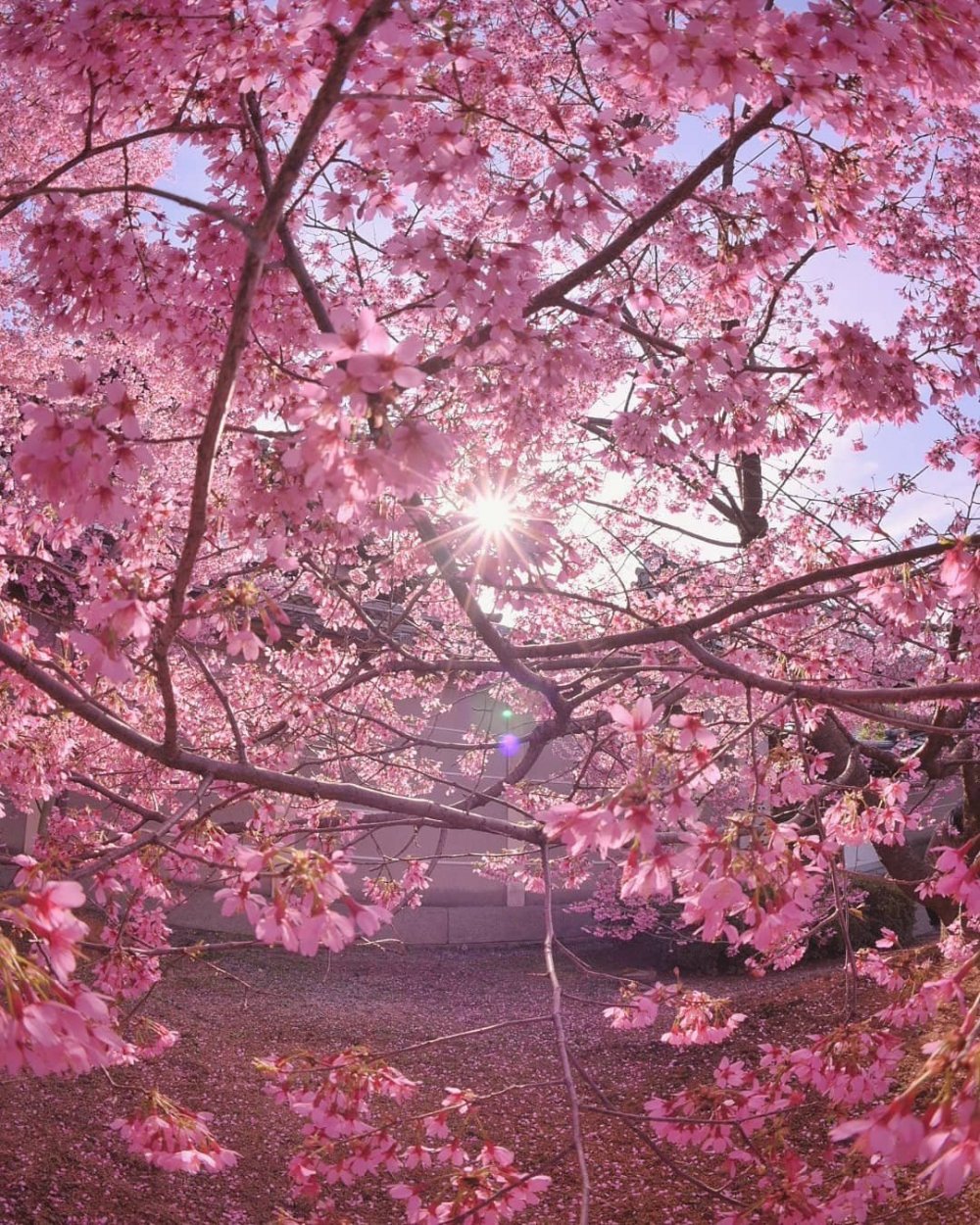 Японский ландшафтный Сакура цветение
