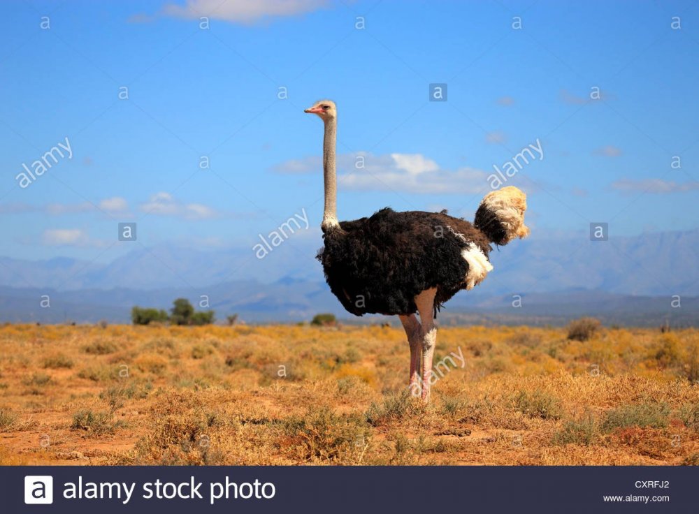 Страусята африканского страуса