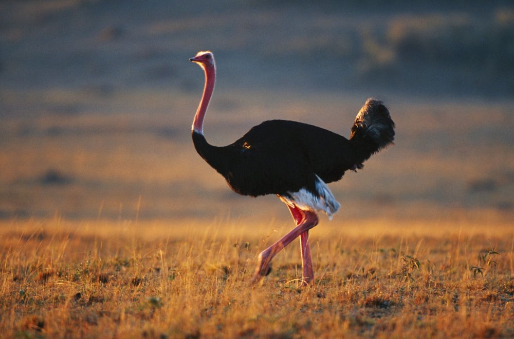 Обыкновенный североафриканский страус
