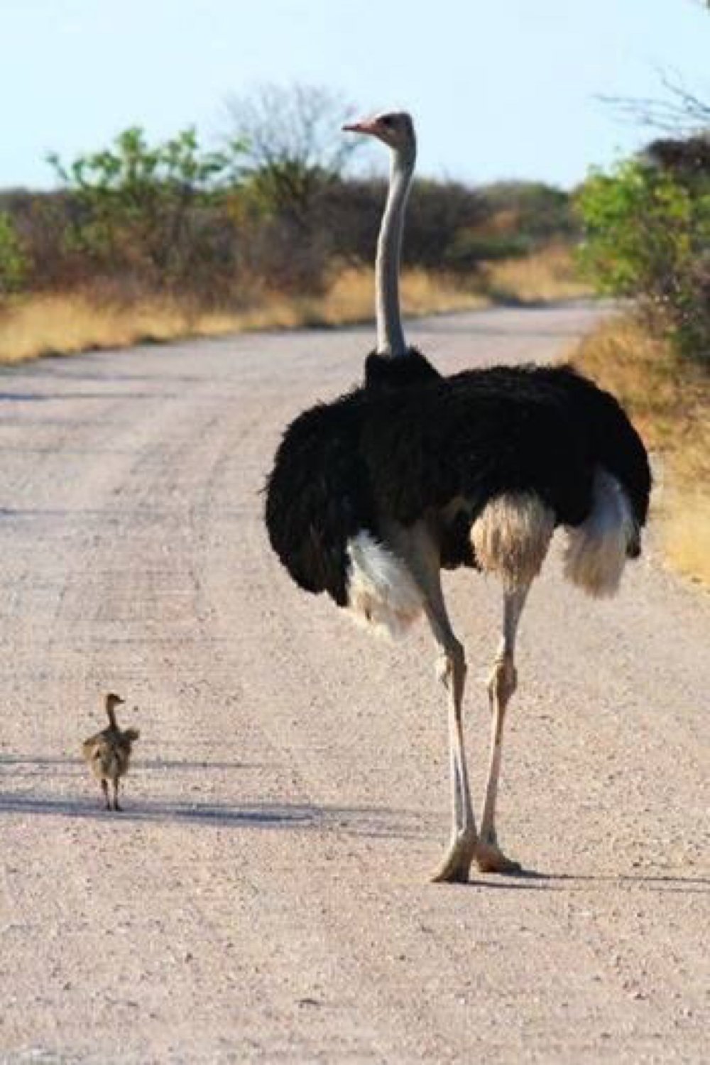 Страус эму и Африканский страус
