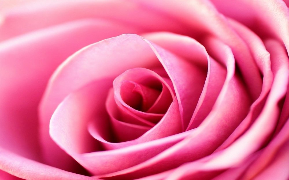 Розовый цветок красиво
