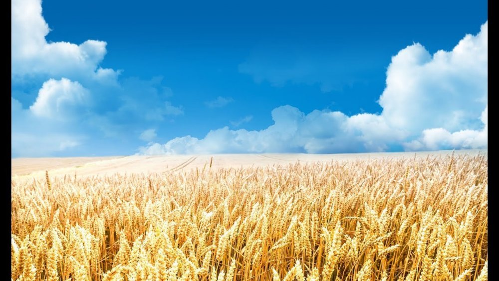 Семена пшеницы Виктория Одесская