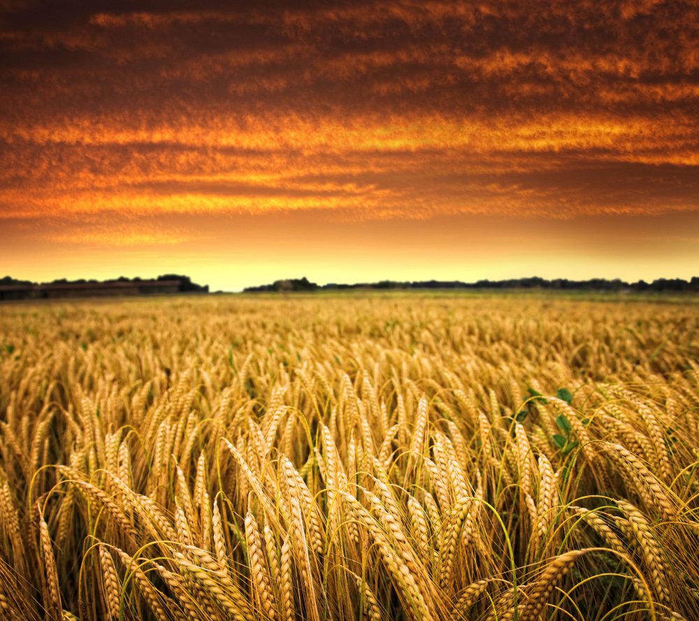 Полеводство пшеница