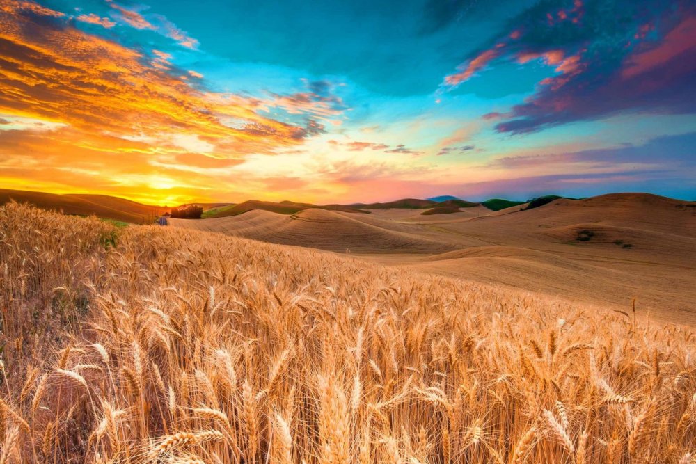 Jacmuse пшеничное поле