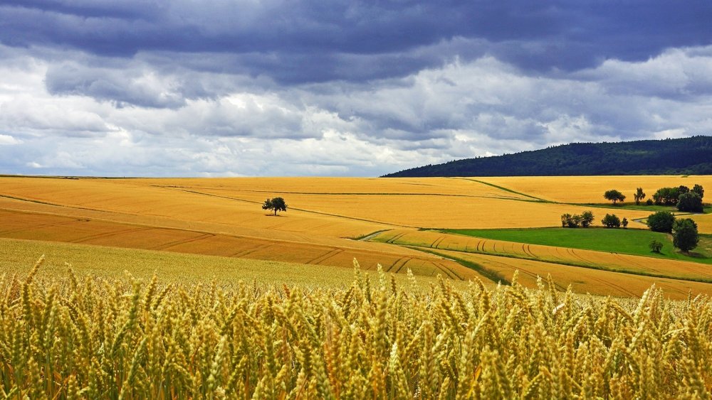 Кубань поля пшеницы