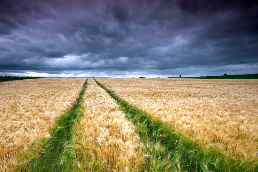 Красивое поле пшеницы