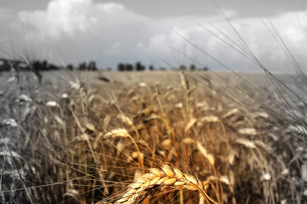 Пшеничное поле Эстетика