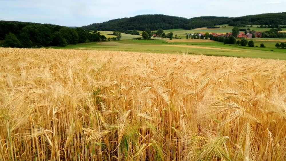 Пшеничное поле Белгород