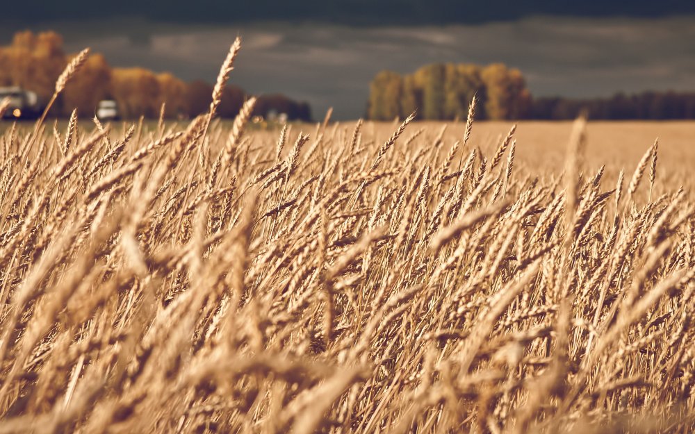 Камышлов пшеничное поле