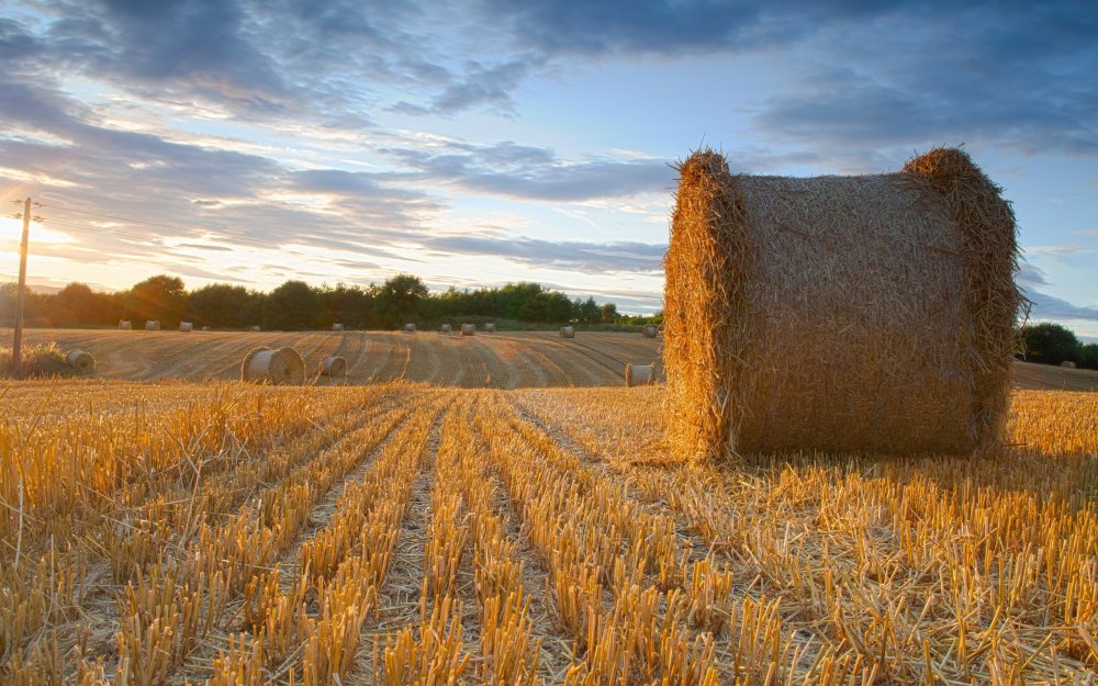 Картинки поля с пшеницей