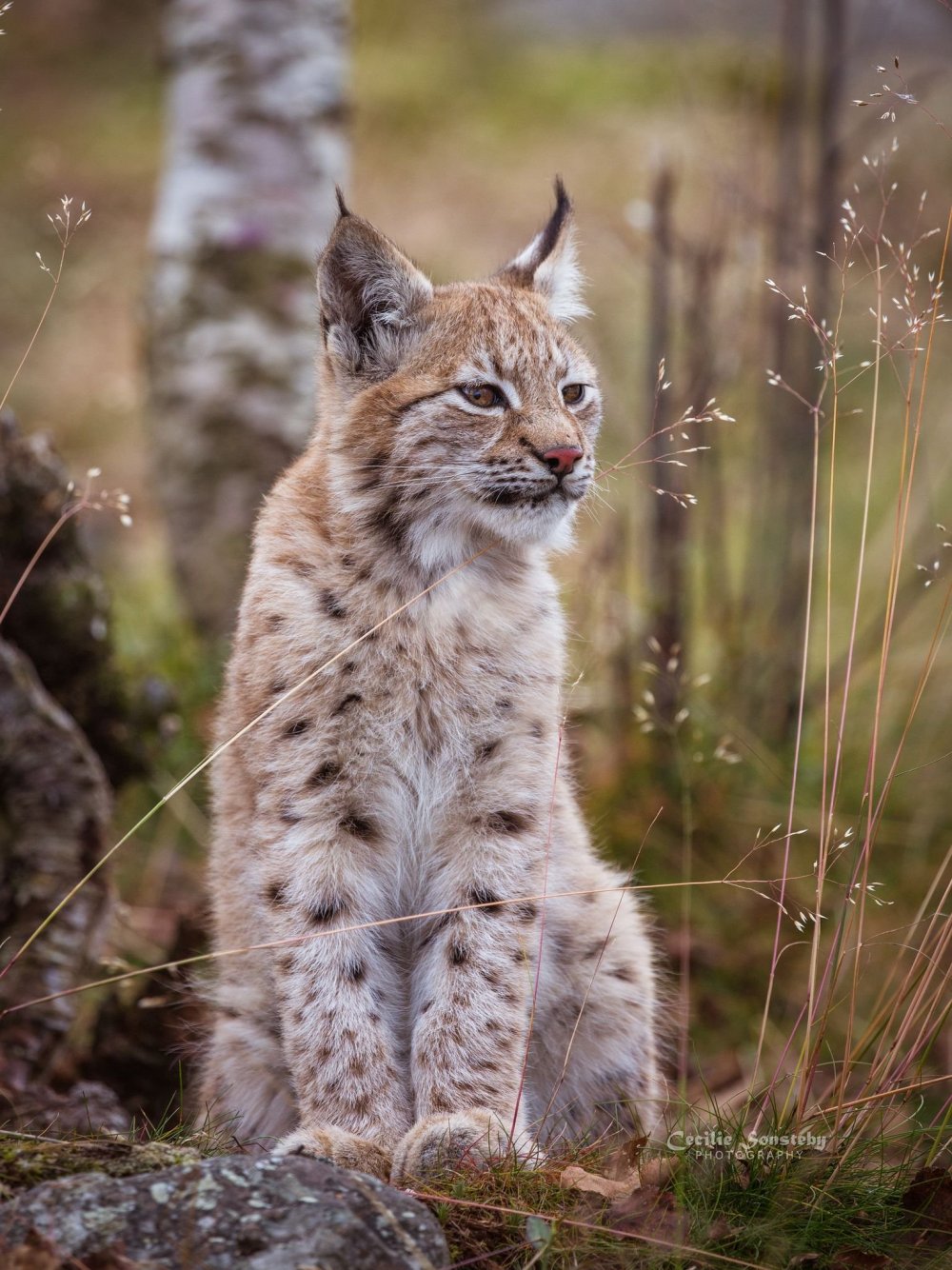 Пиренейская Рысь (Lynx pardinus):