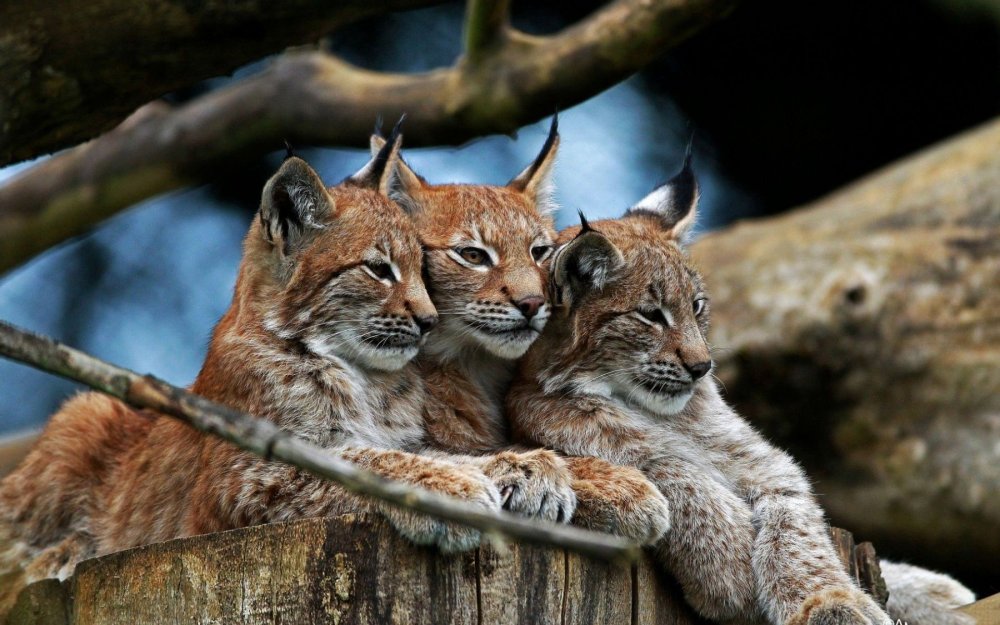 Lynx Lynx isabellinus