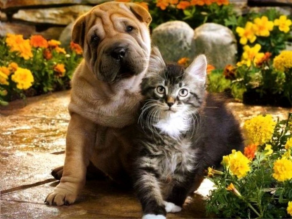 Красивые собаки и кошки