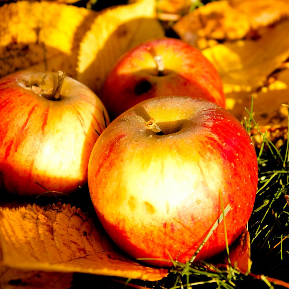Яблоки осенью