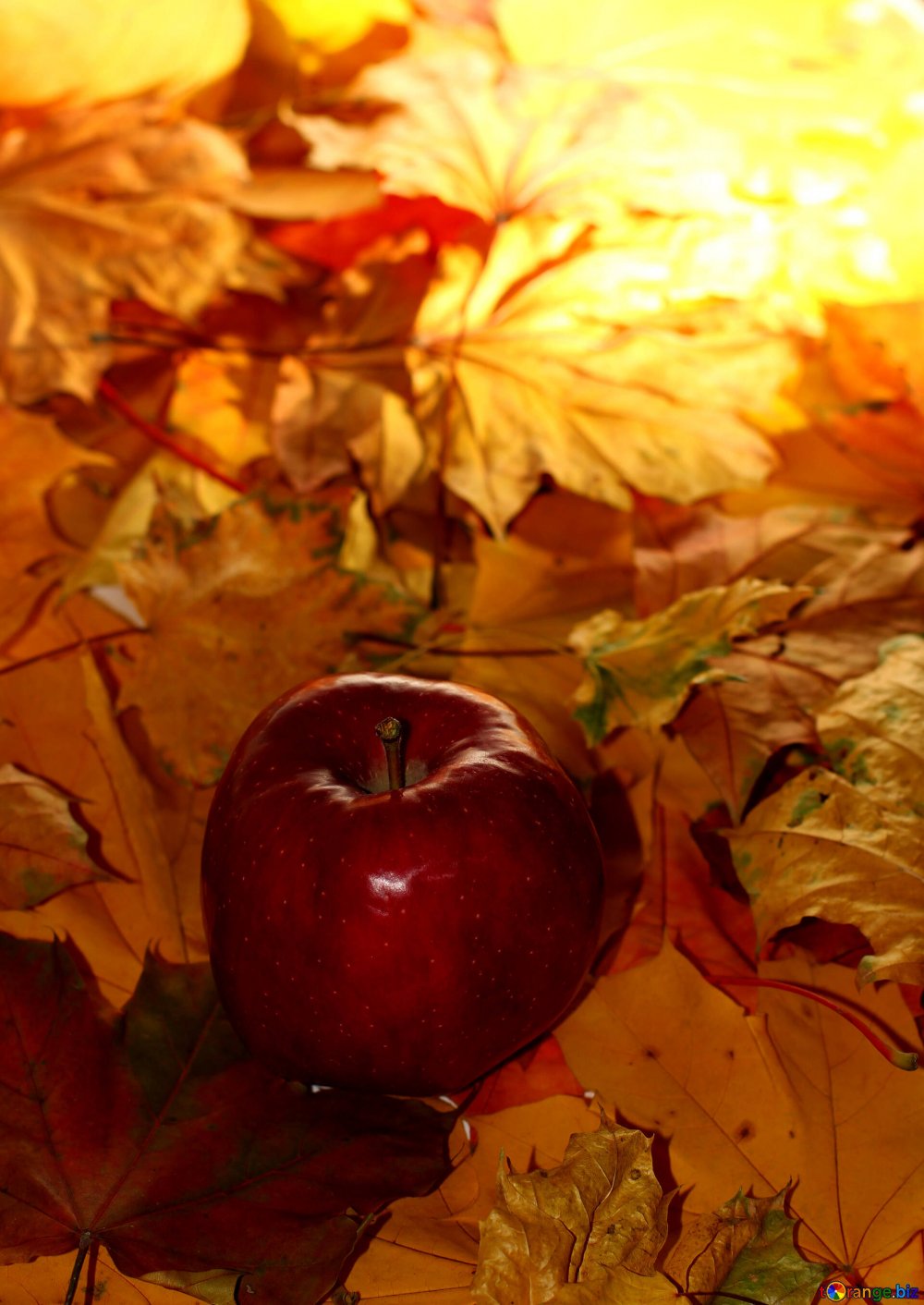 Яблоки на осенней листве