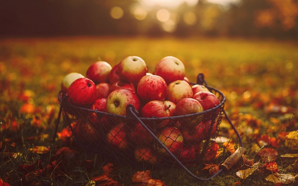 Осенний урожай яблок
