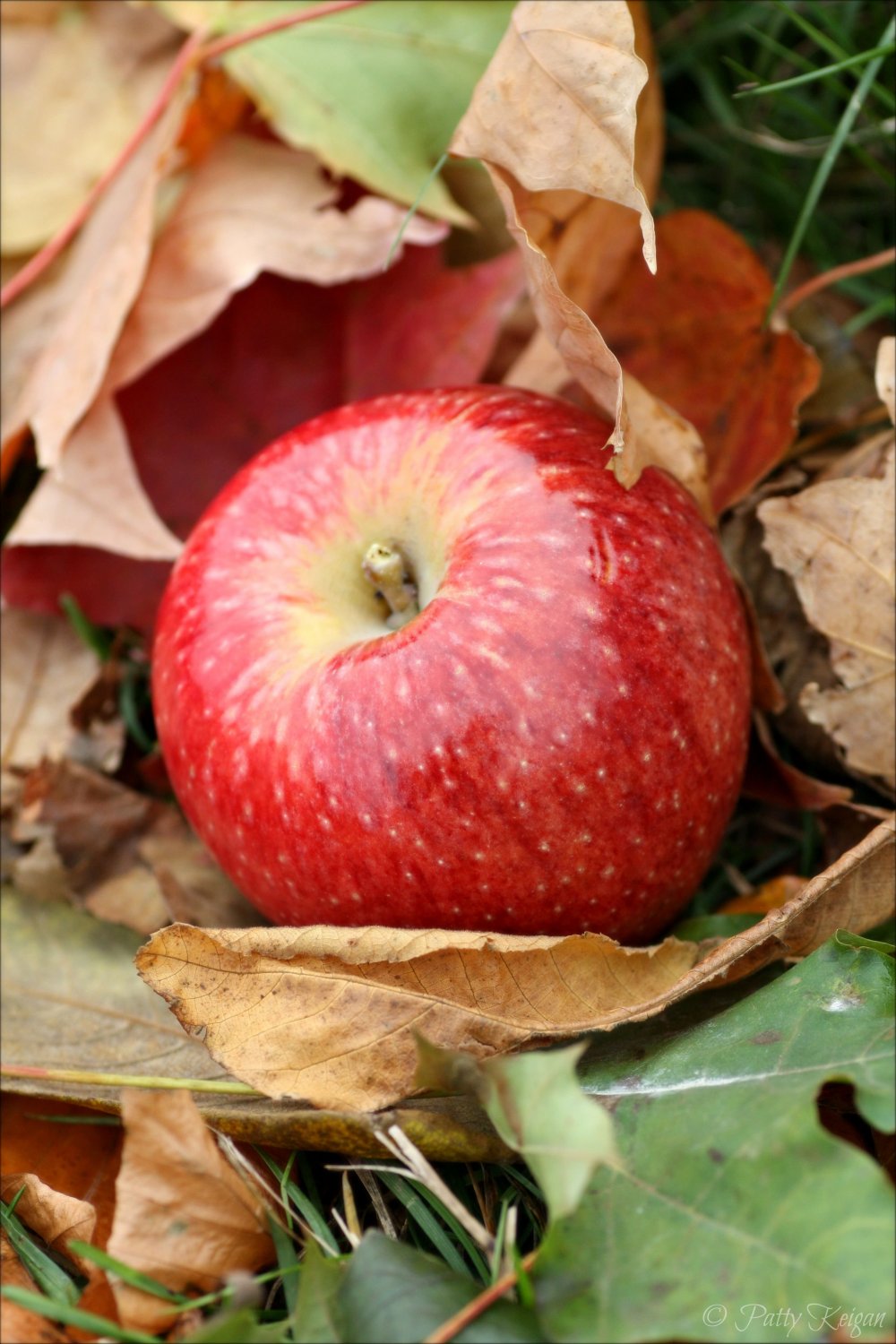 Аромат осенних яблок