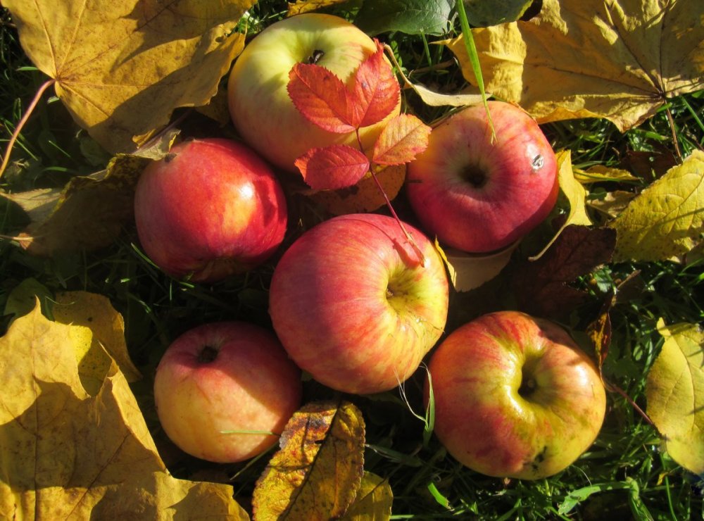 Осень яблоки