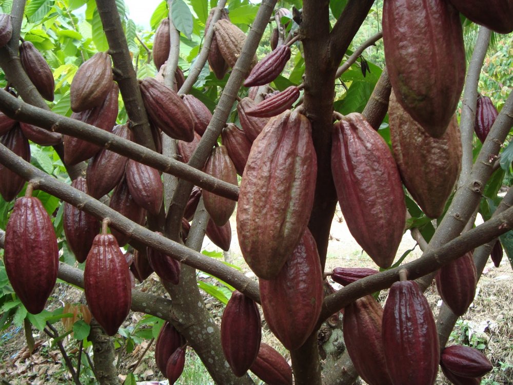 Дерево какао бобов