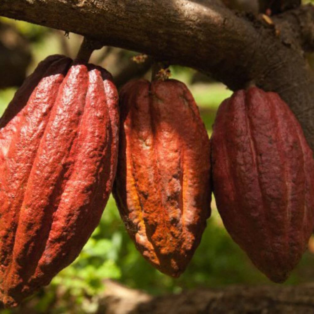Плоды какао дерева