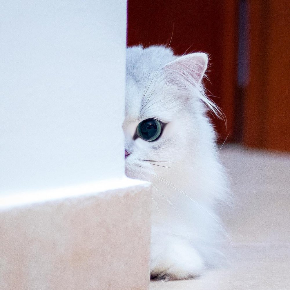 Белый пушистый котенок смешные фото